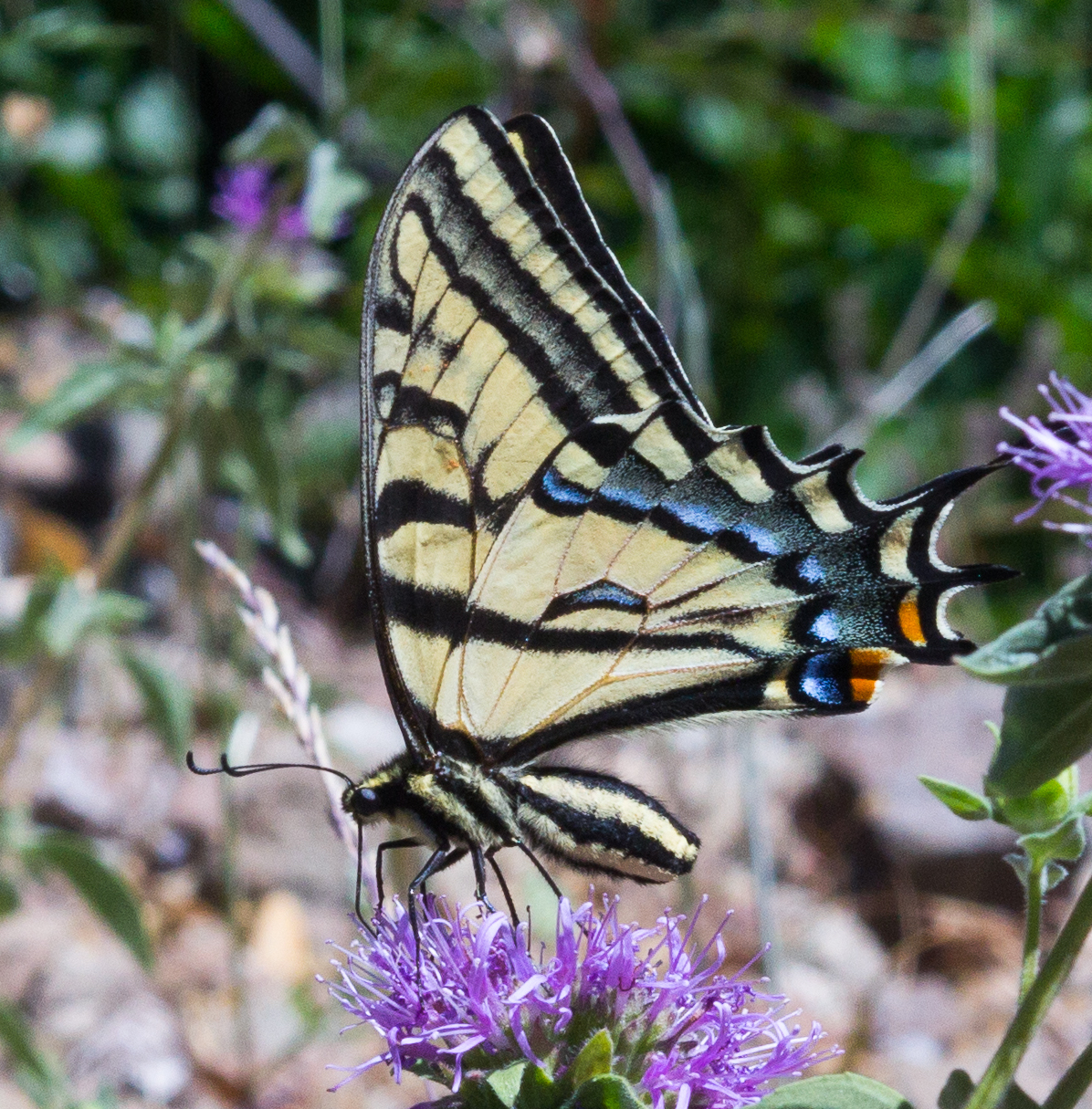  Two-tailed Swallowtail (with all tails missing due to likely bird strike). Photo by Tony Iwane. 