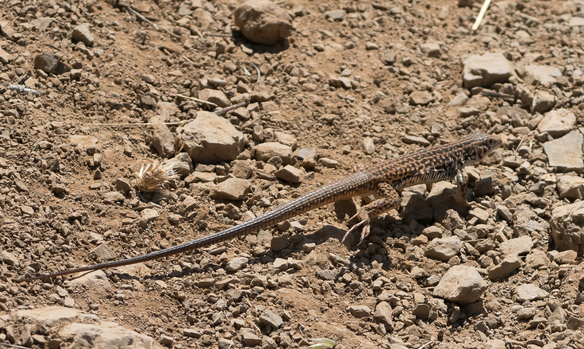  California Whiptail lizard.&nbsp;Photo by Tony Iwane. 