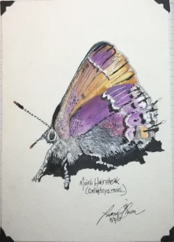 muirs hairstreak.jpg
