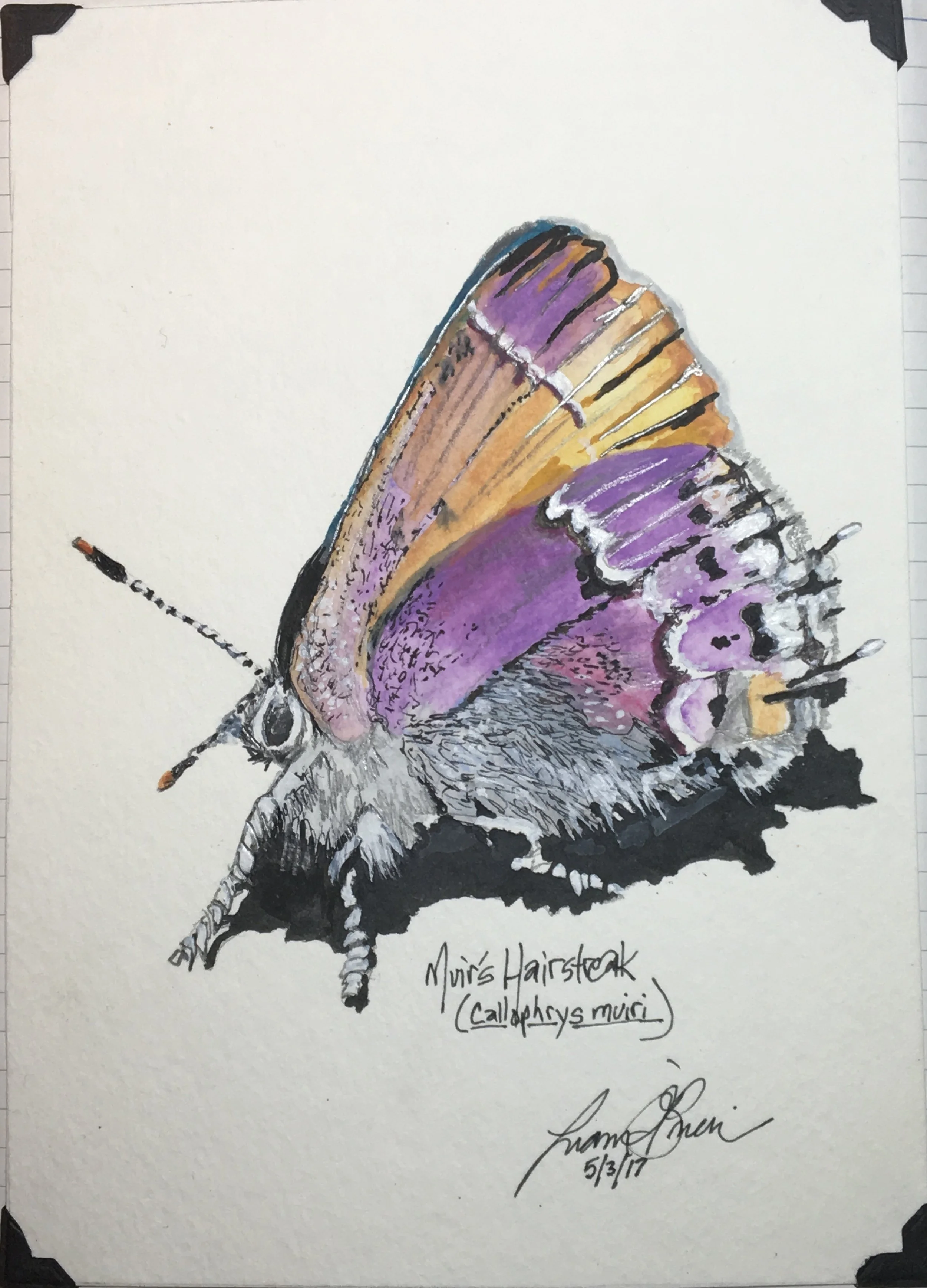 A Study in Amethyst: in Search of Muir’s Hairstreak Butterfly 