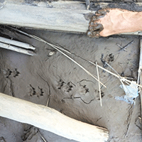 Tracking Animal Sign and Bird Language at the Laguna!