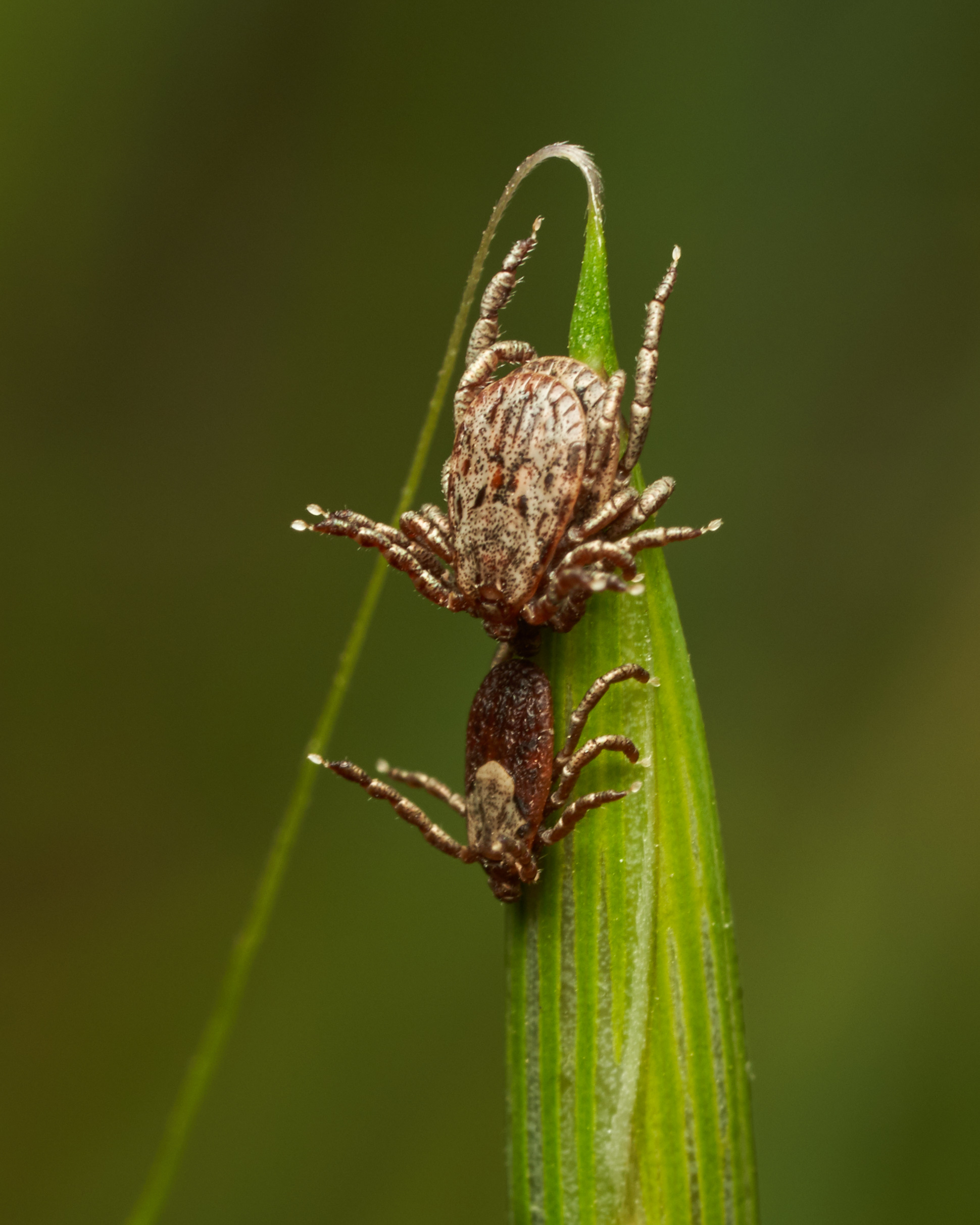 Dermacentor occidentalis by Tony Iwane