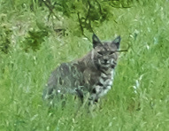 Lynx rufus aka Bobcat by Tony Iwane