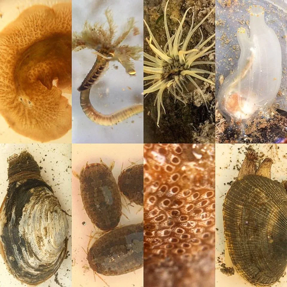 Lake Merritt Pop Up Aquarium