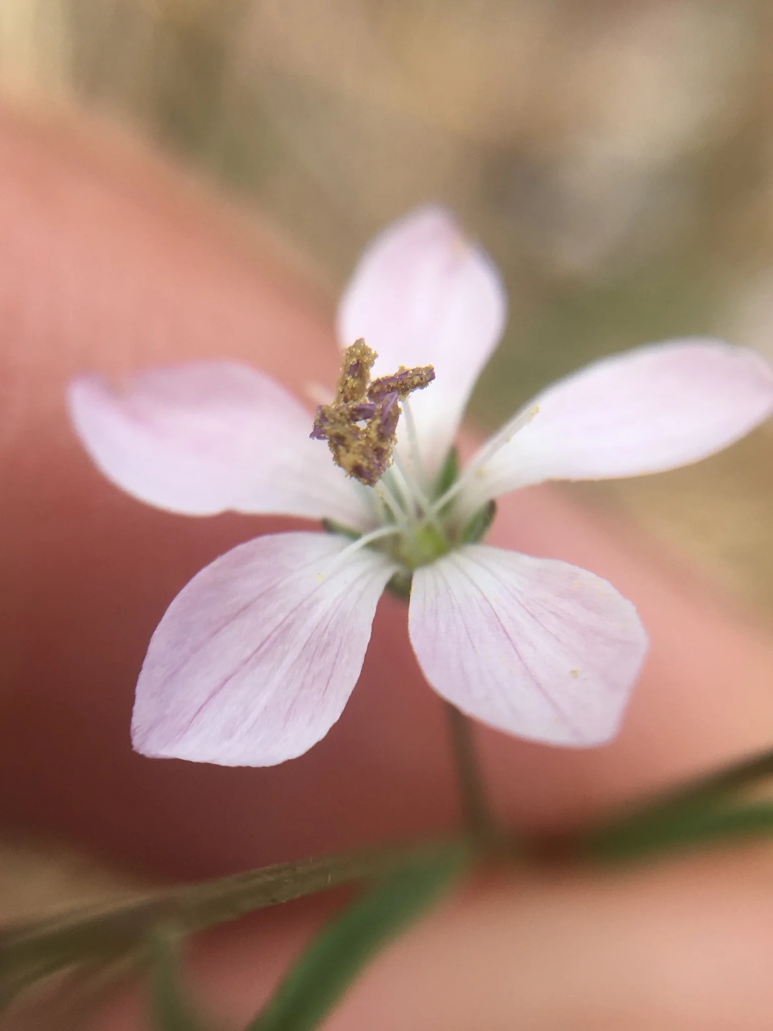 Hesperolinon congestum
