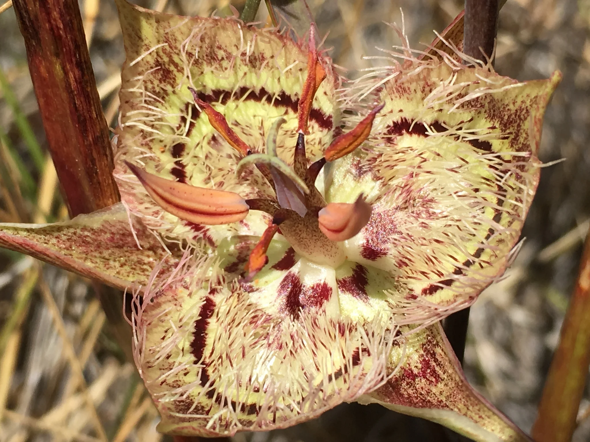 Serpentine Sunsets with Rare Flowers and Moths