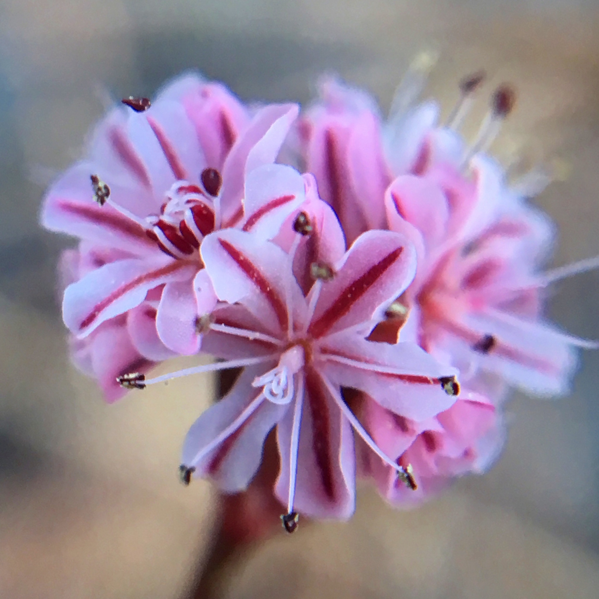 Tiburon buckwheat (Eriogonum luteolum var. caninum)