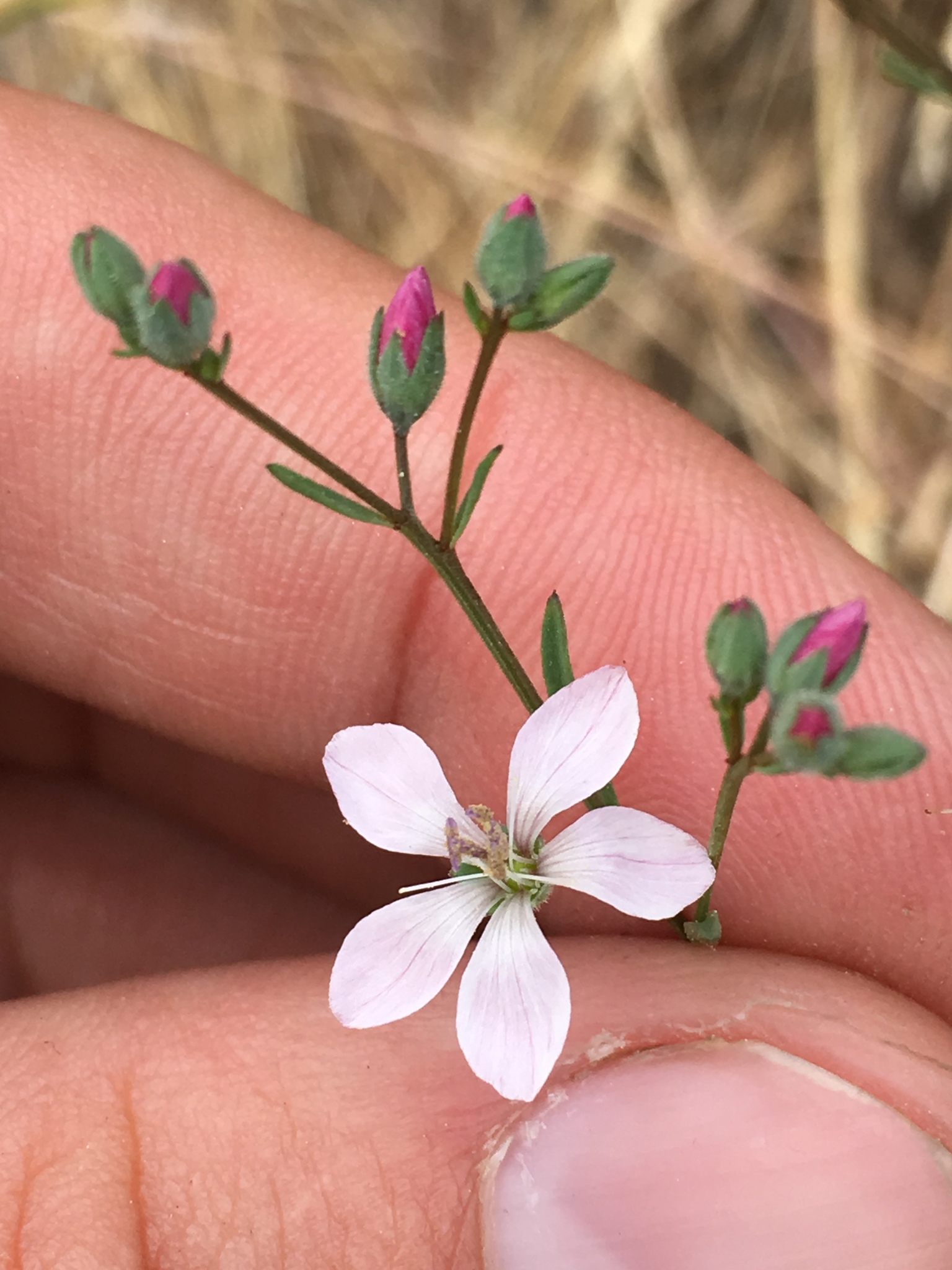 Marin Dwarf Flax (Hesperolinon congestum)