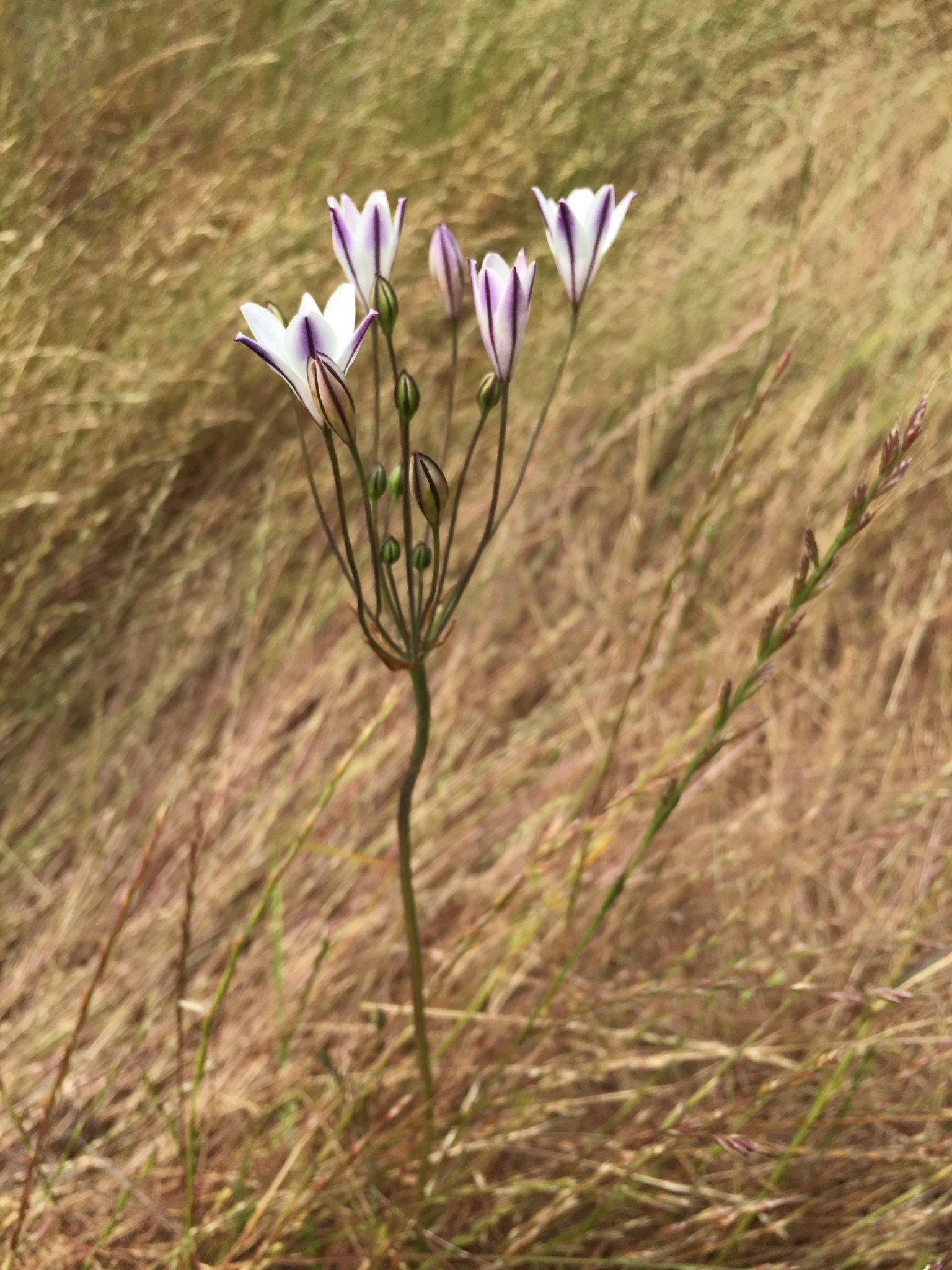 Long ray brodiaea (Triteleia peduncularis)