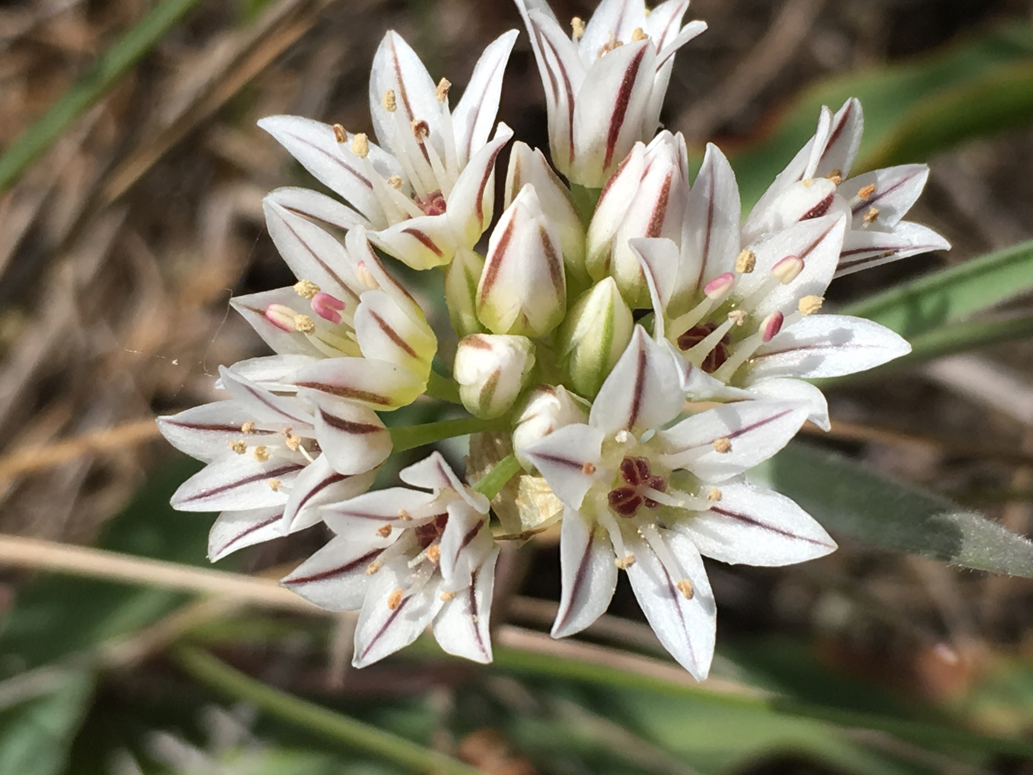 Pitted onion (Allium lacunosum)