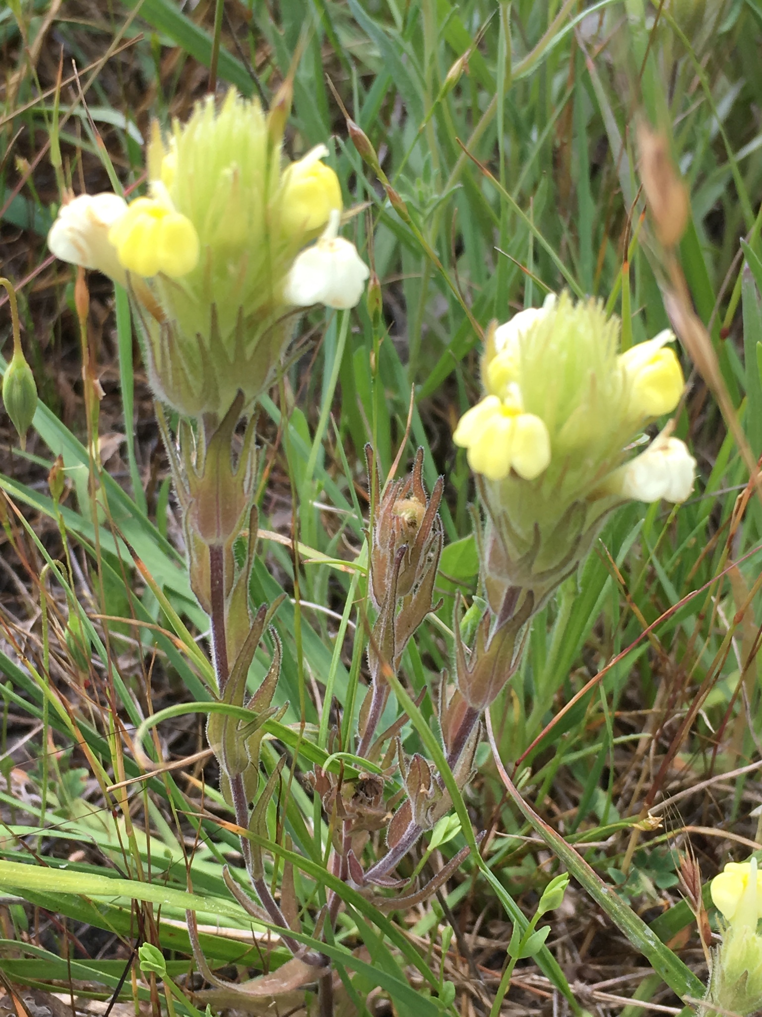 Cream sacs (Castilleja rubicundula)