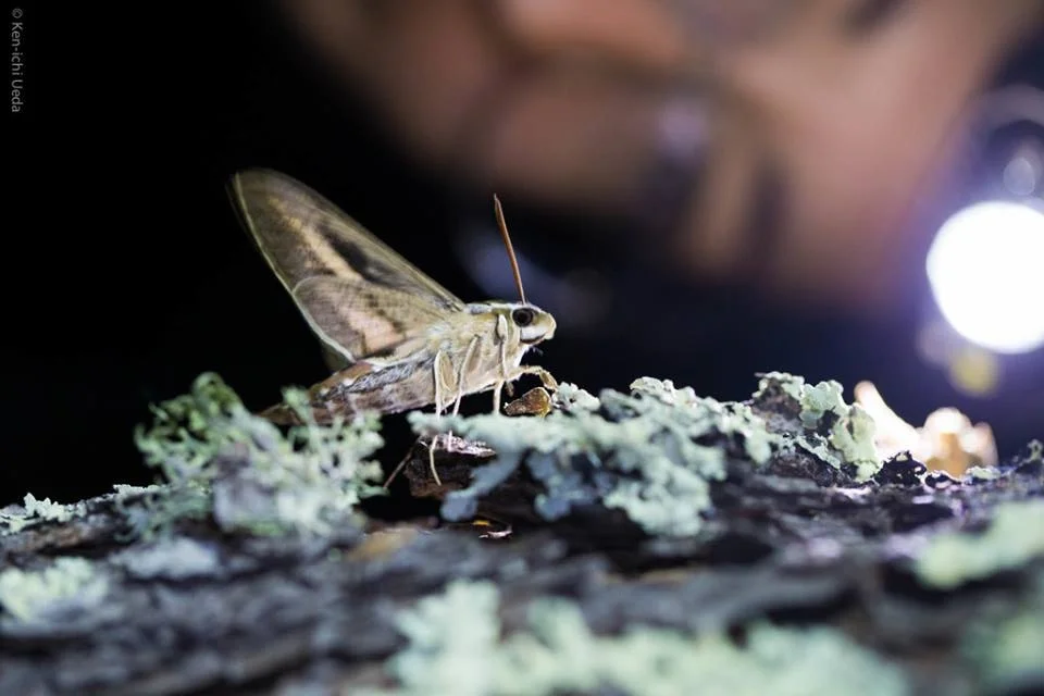 person and sphinx moth horizontal.jpg