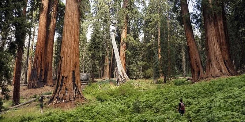Sequoia & Kings Canyon Bioblitz