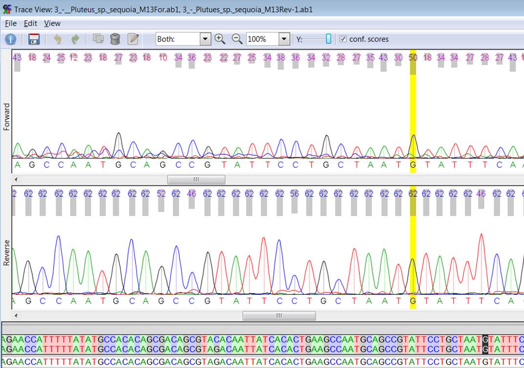 Comparing DNA Sequences for Pluteus primus