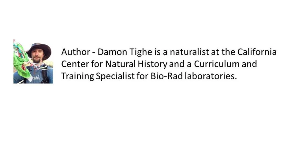 Author+Damon+Tighe.jpg