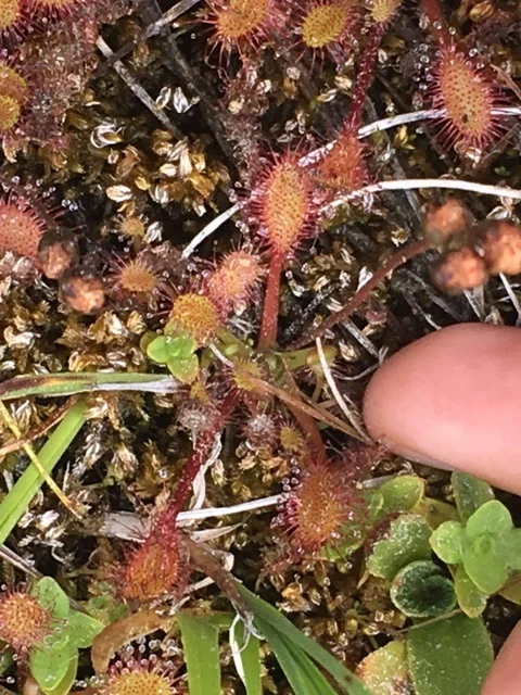 Carnivorous sundew plants in the Sagehen bog. Photo by Constance Taylor