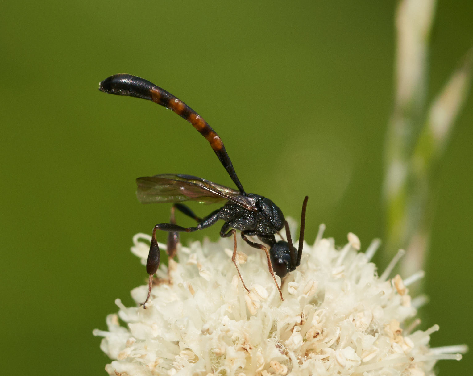  Amazing wasp in the genus  Gasteruption ! Photo by Tony Iwane 