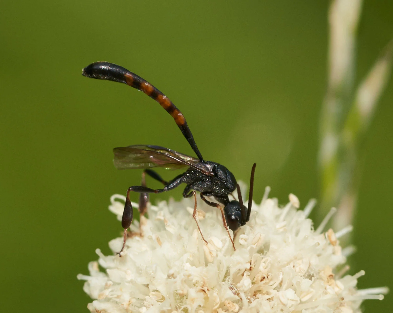 Amazing wasp in the genus Gasteruption ! Photo by Tony Iwane
