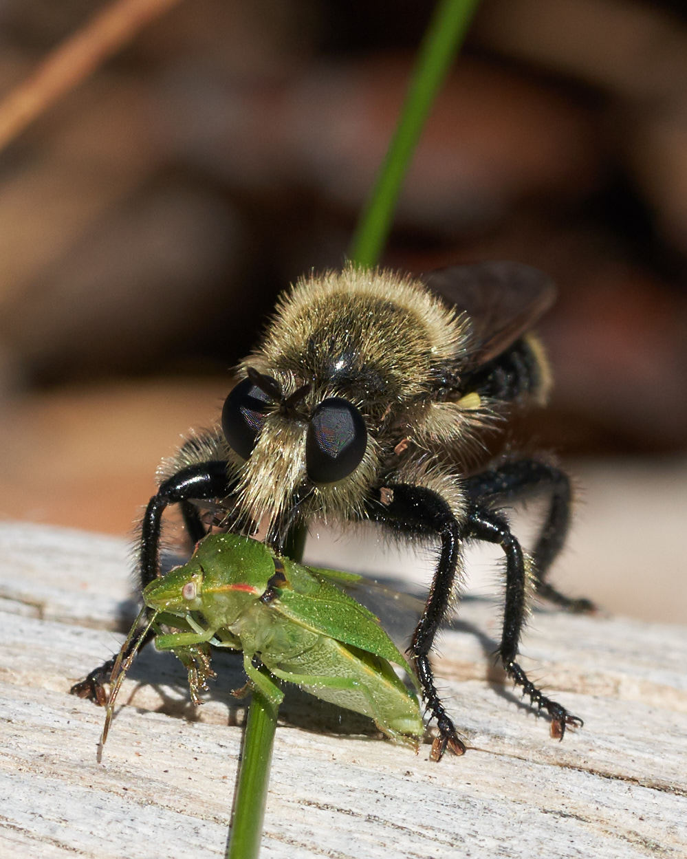  Bee-mimicking robber fly eating another insect! Photo by Tony Iwane 