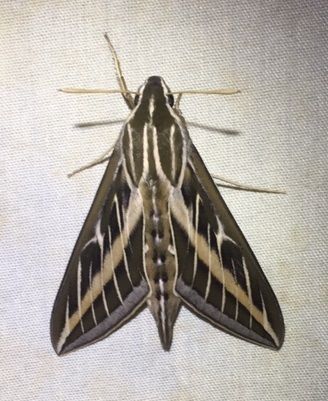  White-lined sphinx moth. Photo by Constance Taylor 
