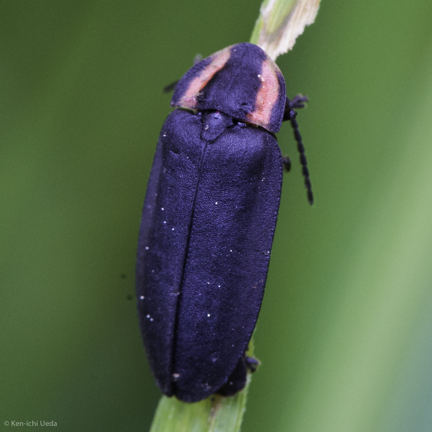  Yes, California has fireflies! Diurnal firefly, Genus Ellychnia. Photo by Ken-ichi Ueda 