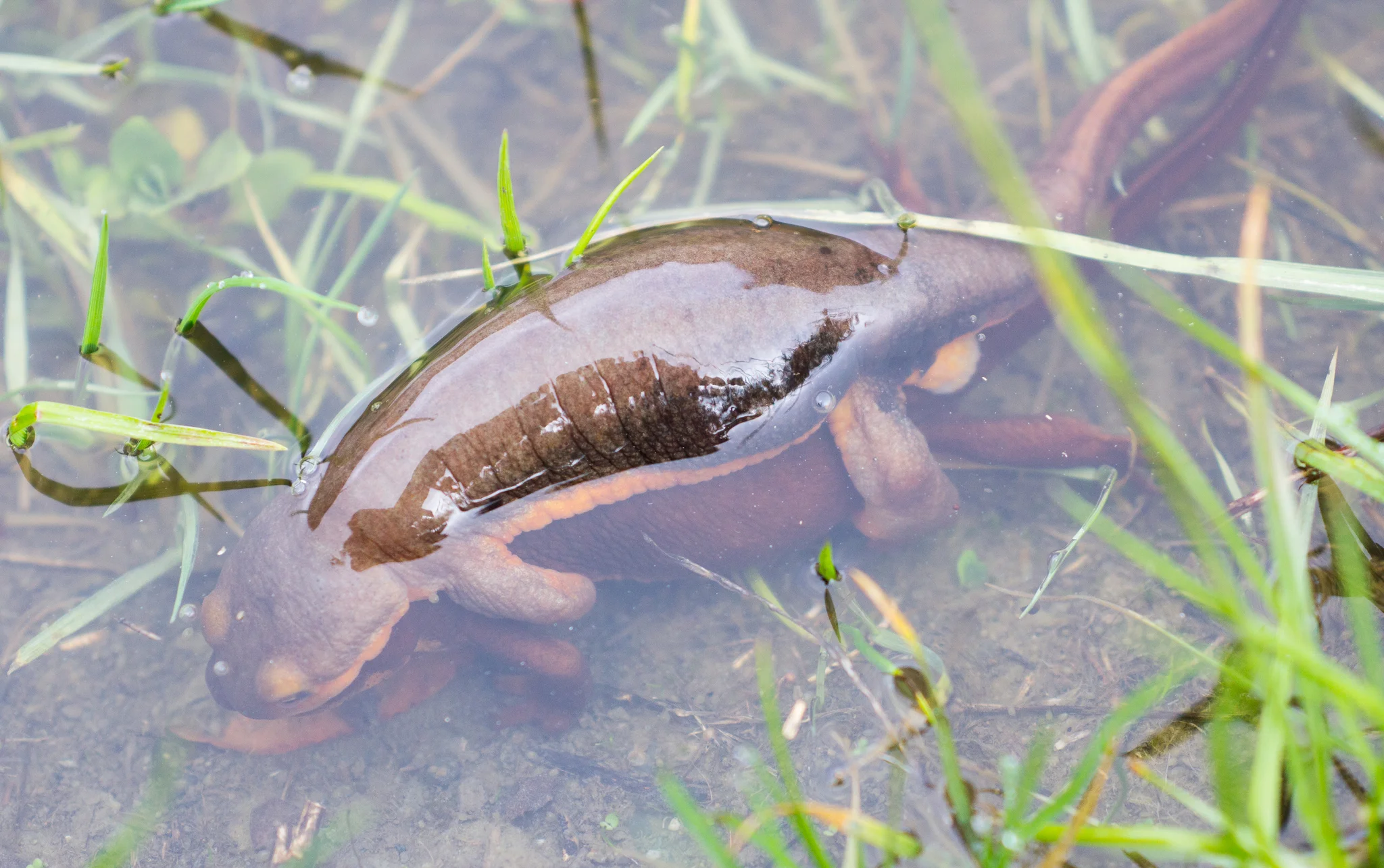 California newts mating, photo by Tony Iwane
