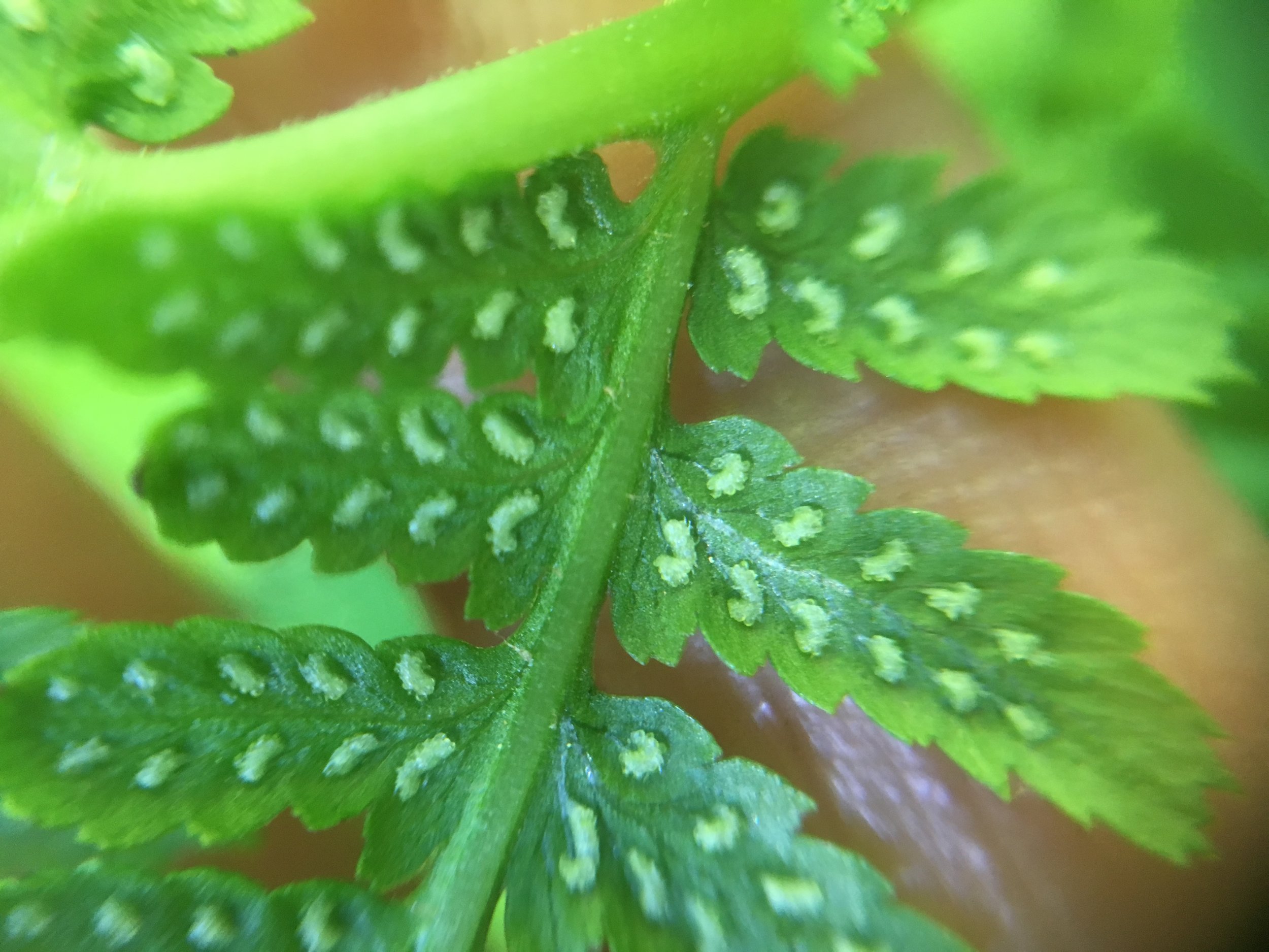 Talk on California Native Ferns