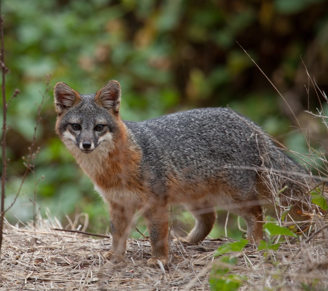 Catalina Island Guided Workshop