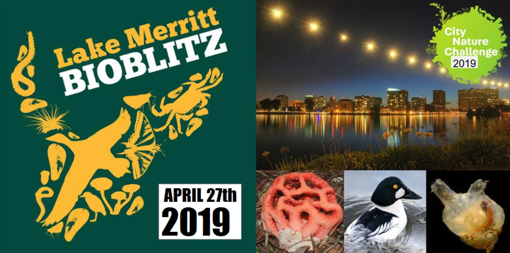 Lake Merritt Bioblitz 2019  - City Nature Challenge