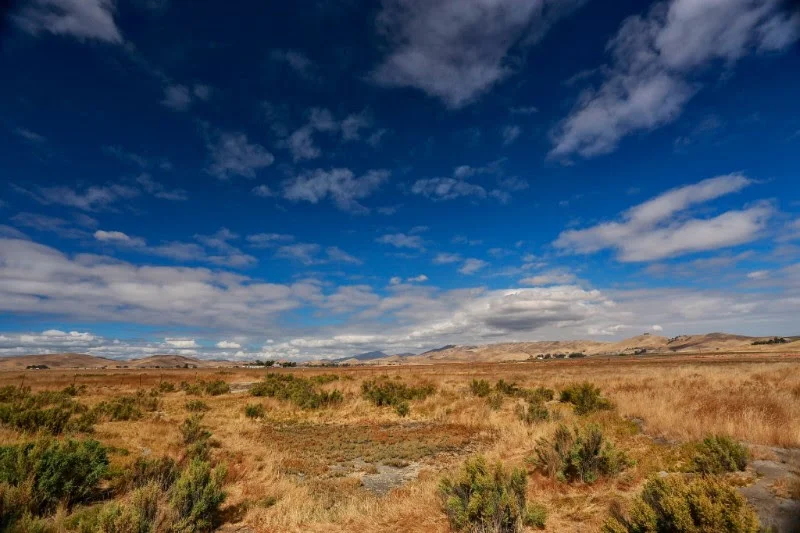Rare Plants at Springtown Preserve