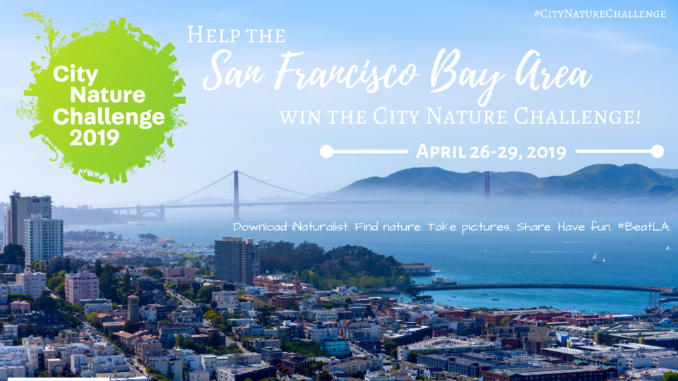 City Nature Challenge 2019!