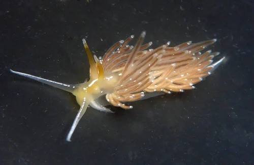 Bioblitz @ Jack London Square Docks (Snapshot Cal Coast)
