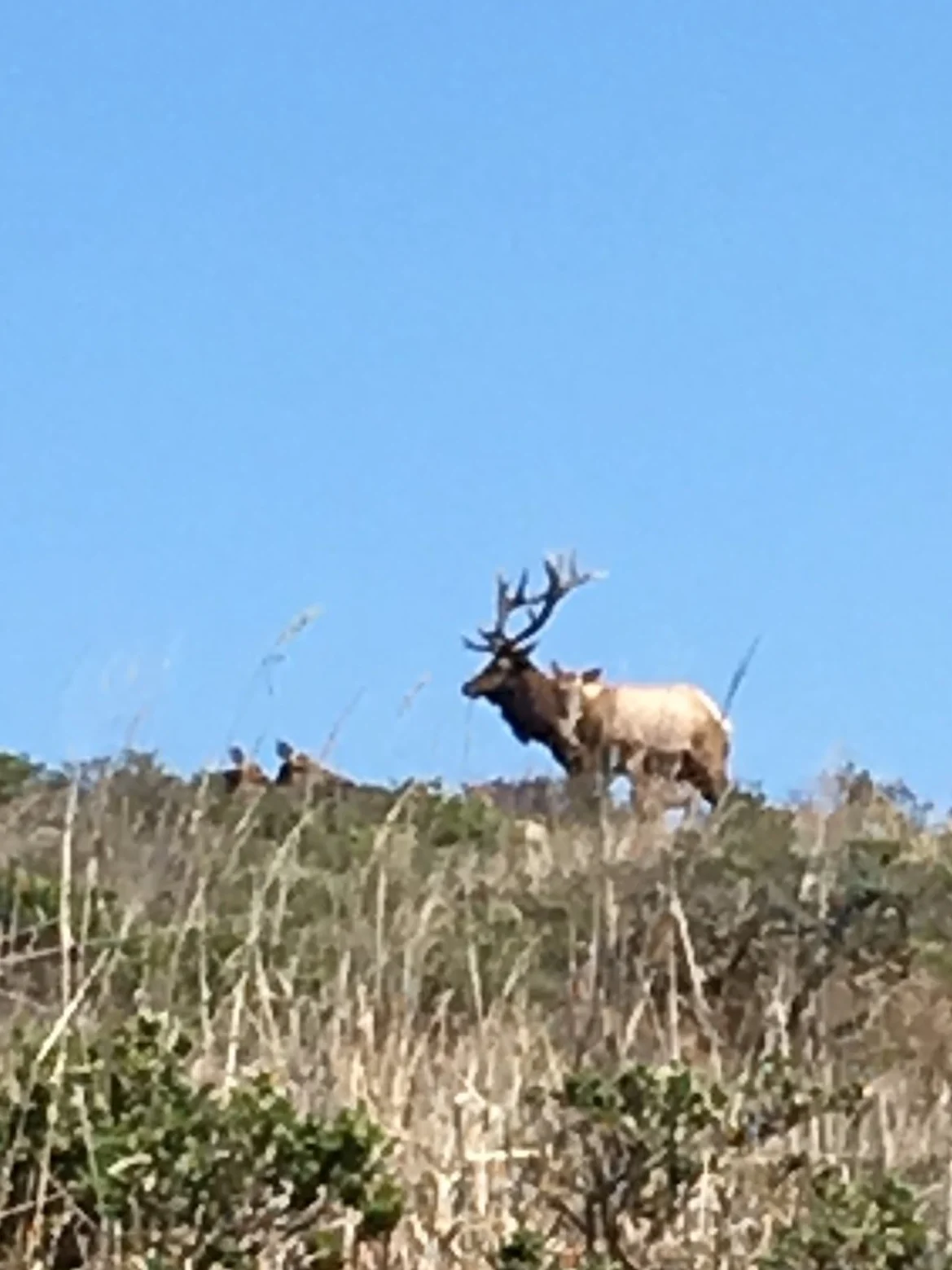 Nature Journaling Adventure: Elk of Tomales Point!