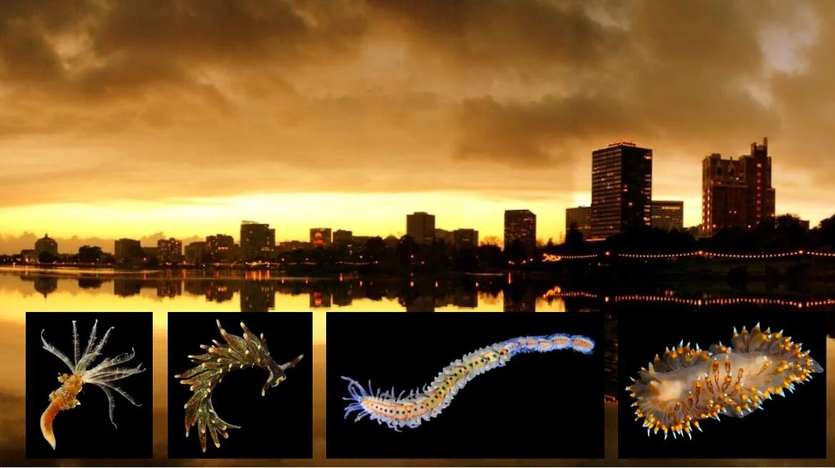 Lake Merritt Beneath the Surface Zoom presentation