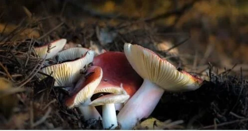 Tilden Fungus Fair 2021