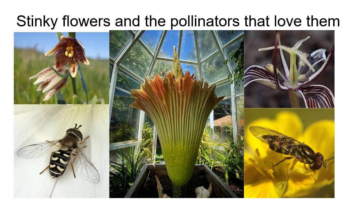 Stinky Flowers and the Fly Pollinators that Love them