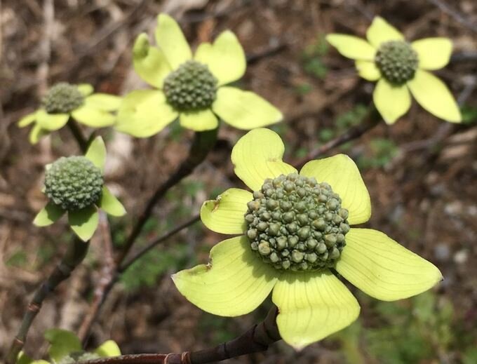 Cornus nuttallii