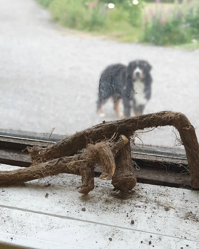 N&auml;r det &auml;r dags att tv&auml;tta Pepparrot ligger g&aring;rdshunden Alfred alltid ute i friska luften tills kusten &auml;r klar....🐻🥵🙂
🇬🇧
When its time to wash the horseradish, Alfred the farmdog always place himself out of danger until