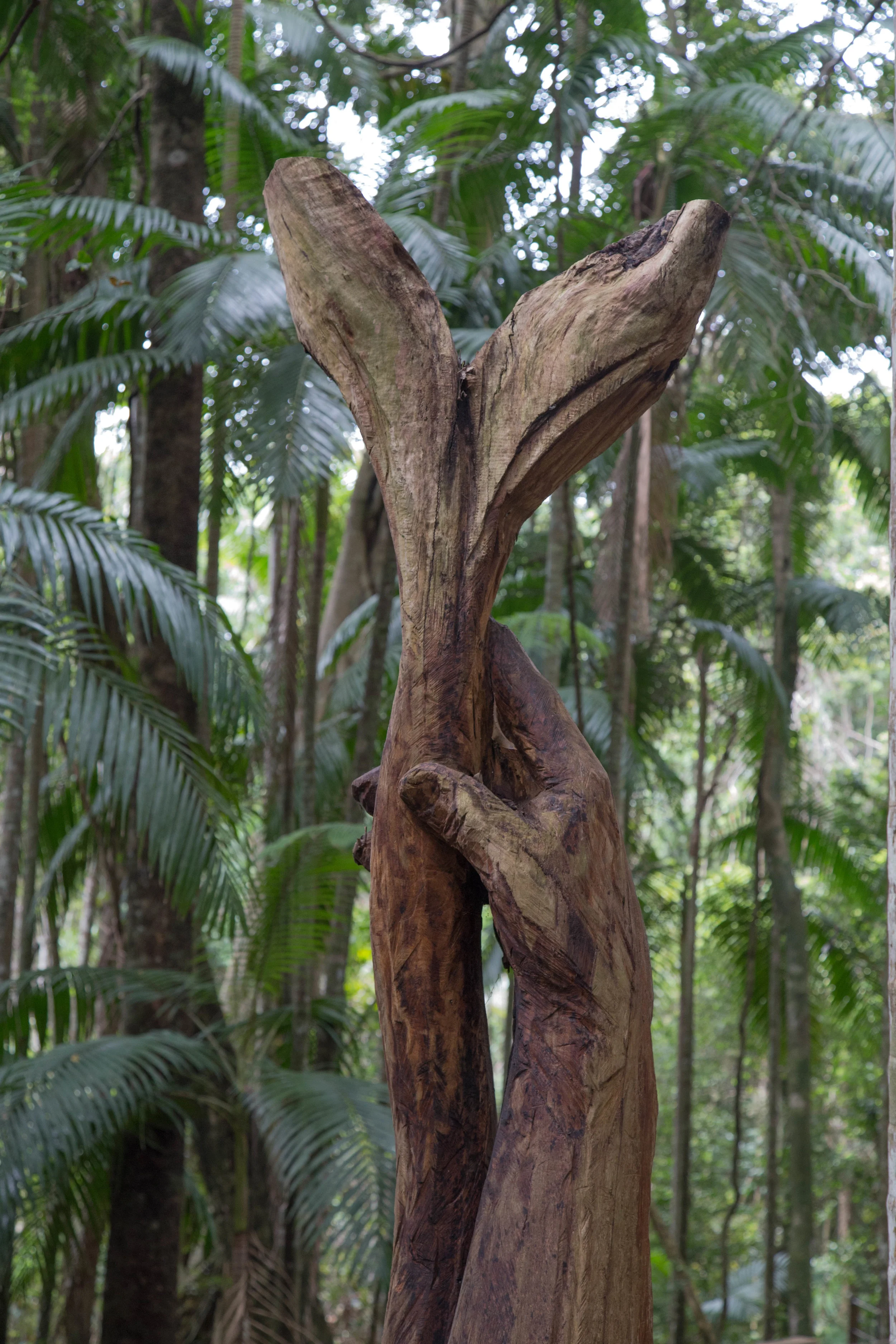 Sea Acres NP, Port Macquarie, NSW
