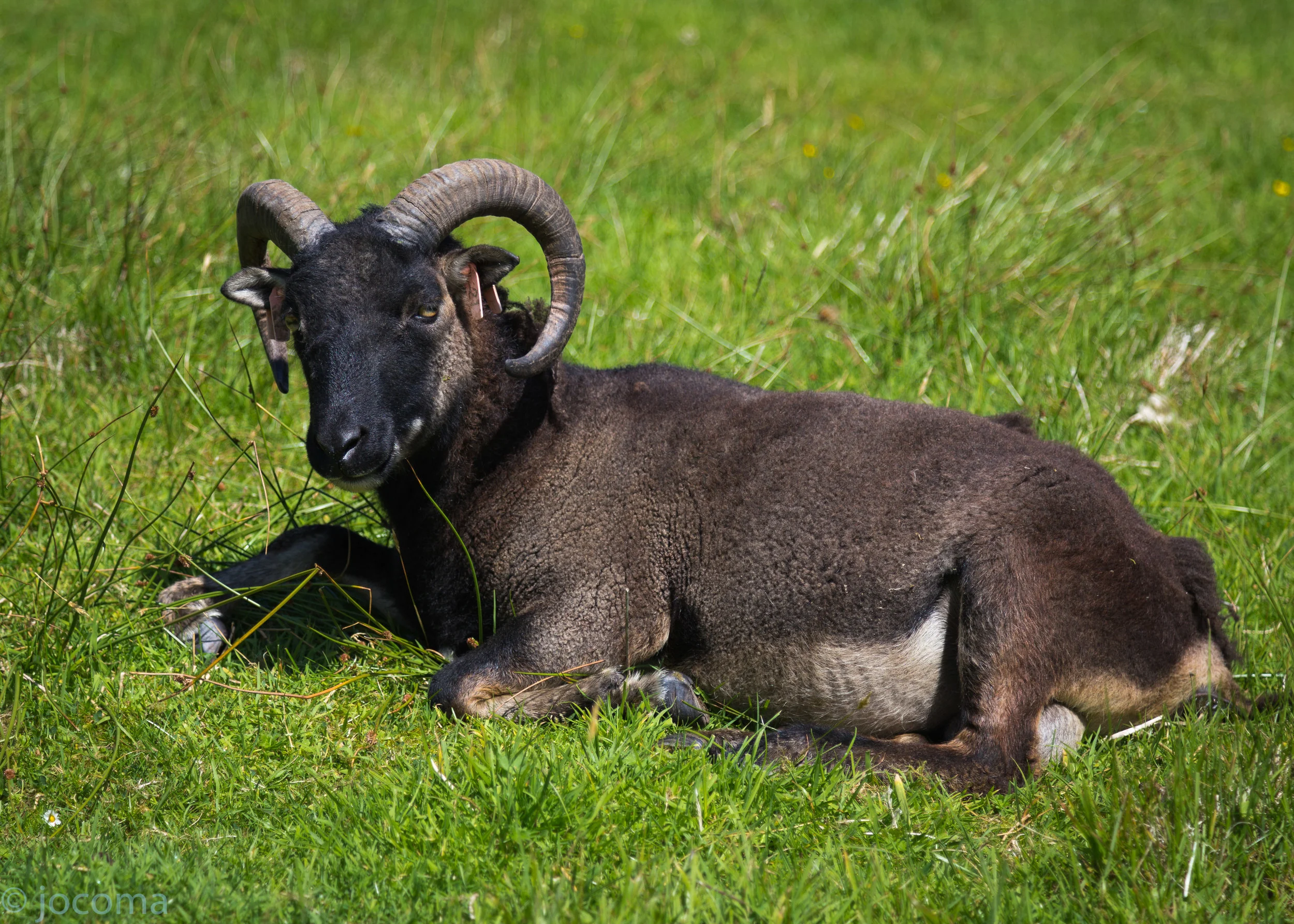 Soay Sheep, St Kilda