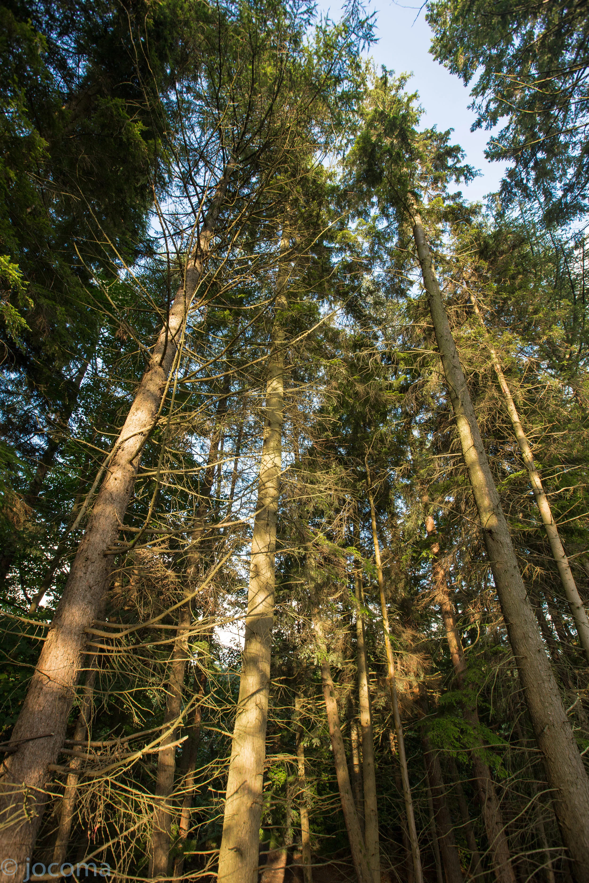Trees, Lakes District