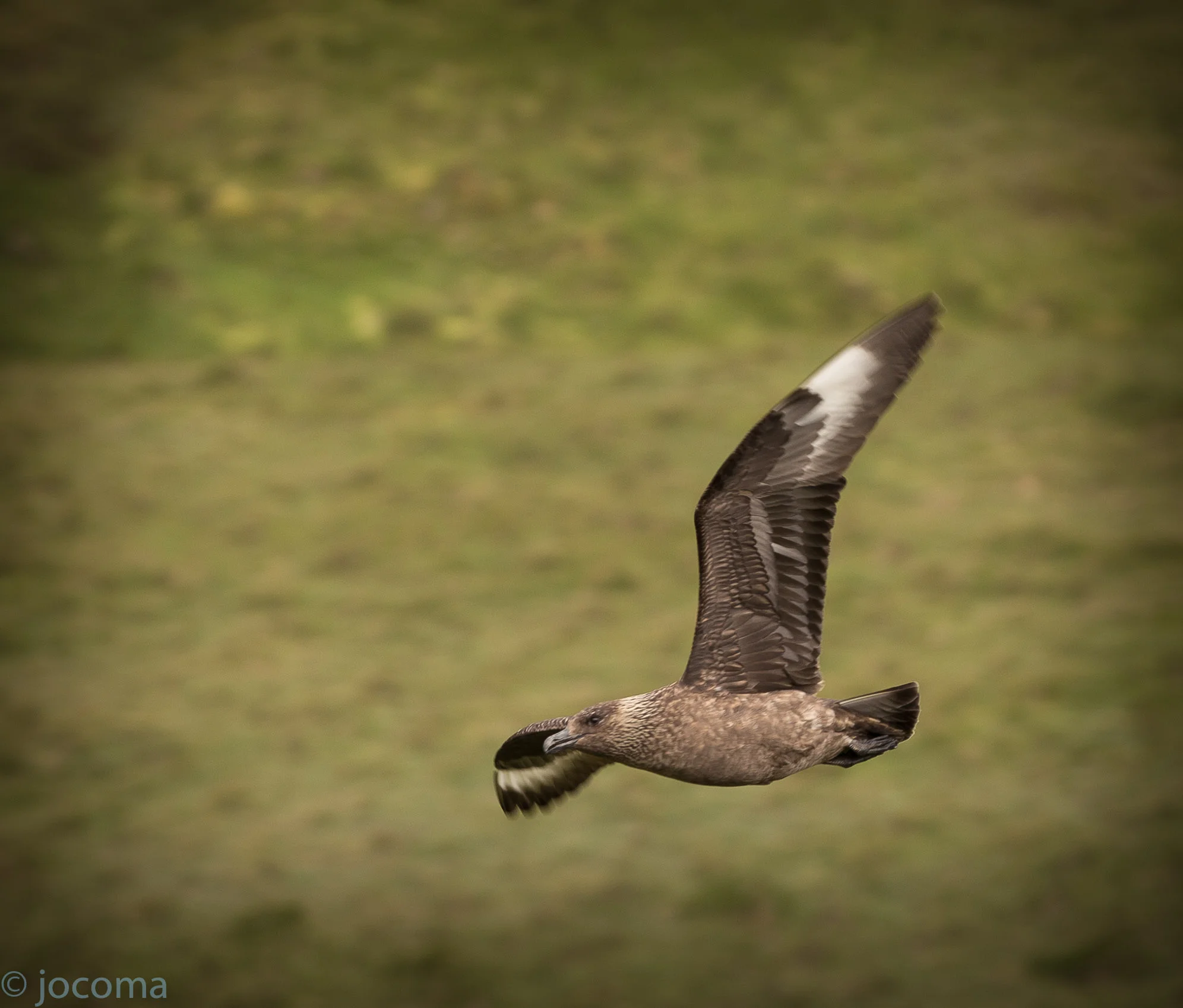 Bonxie (Great Skua)