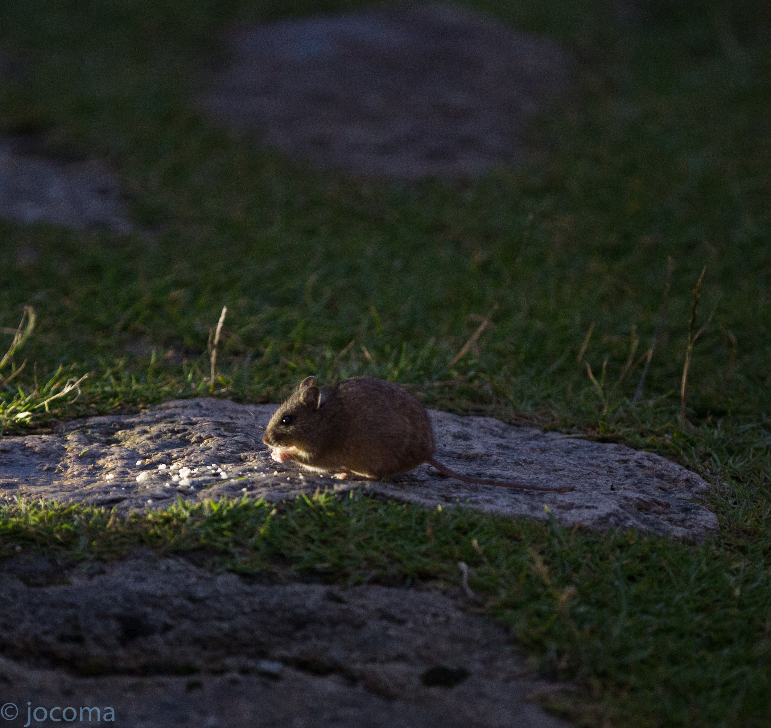 St Kilda field mouse (Apodemus sylvaticus hirtensis)
