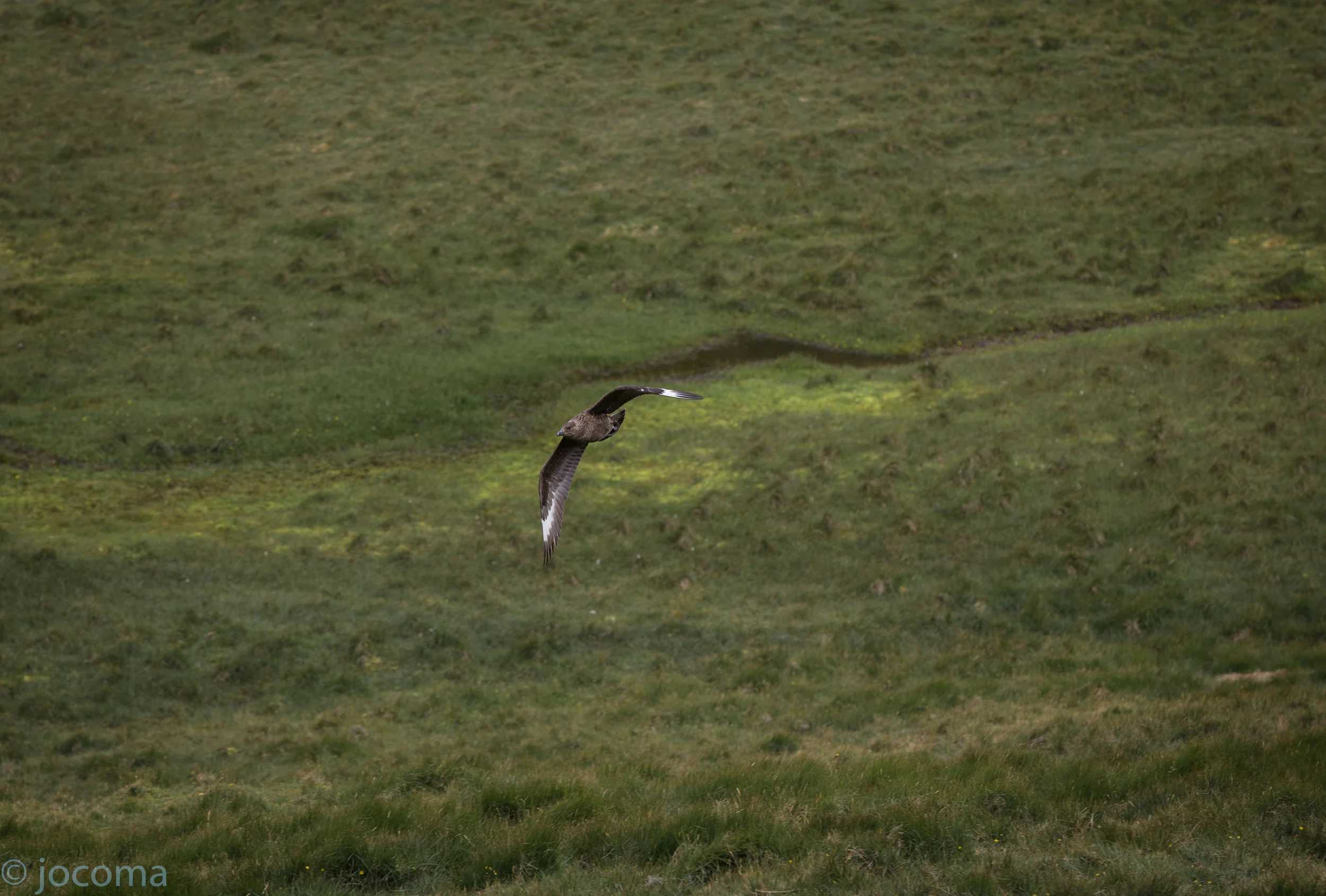 Bonxie preparing to swoop