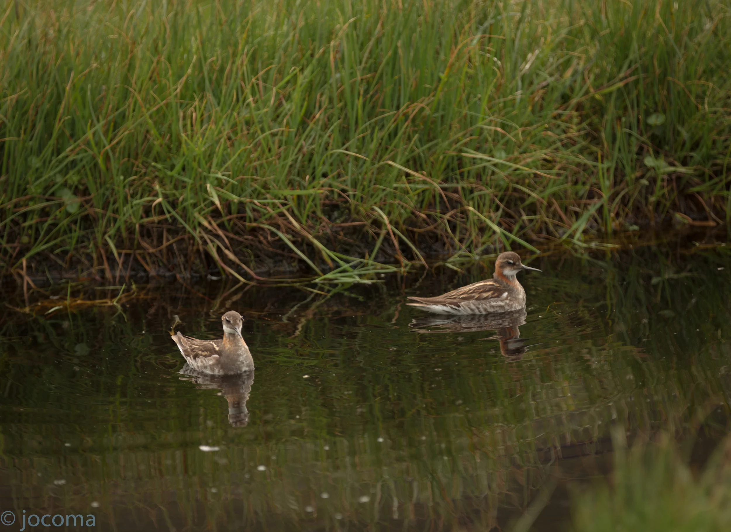 Red-necked phalaropes
