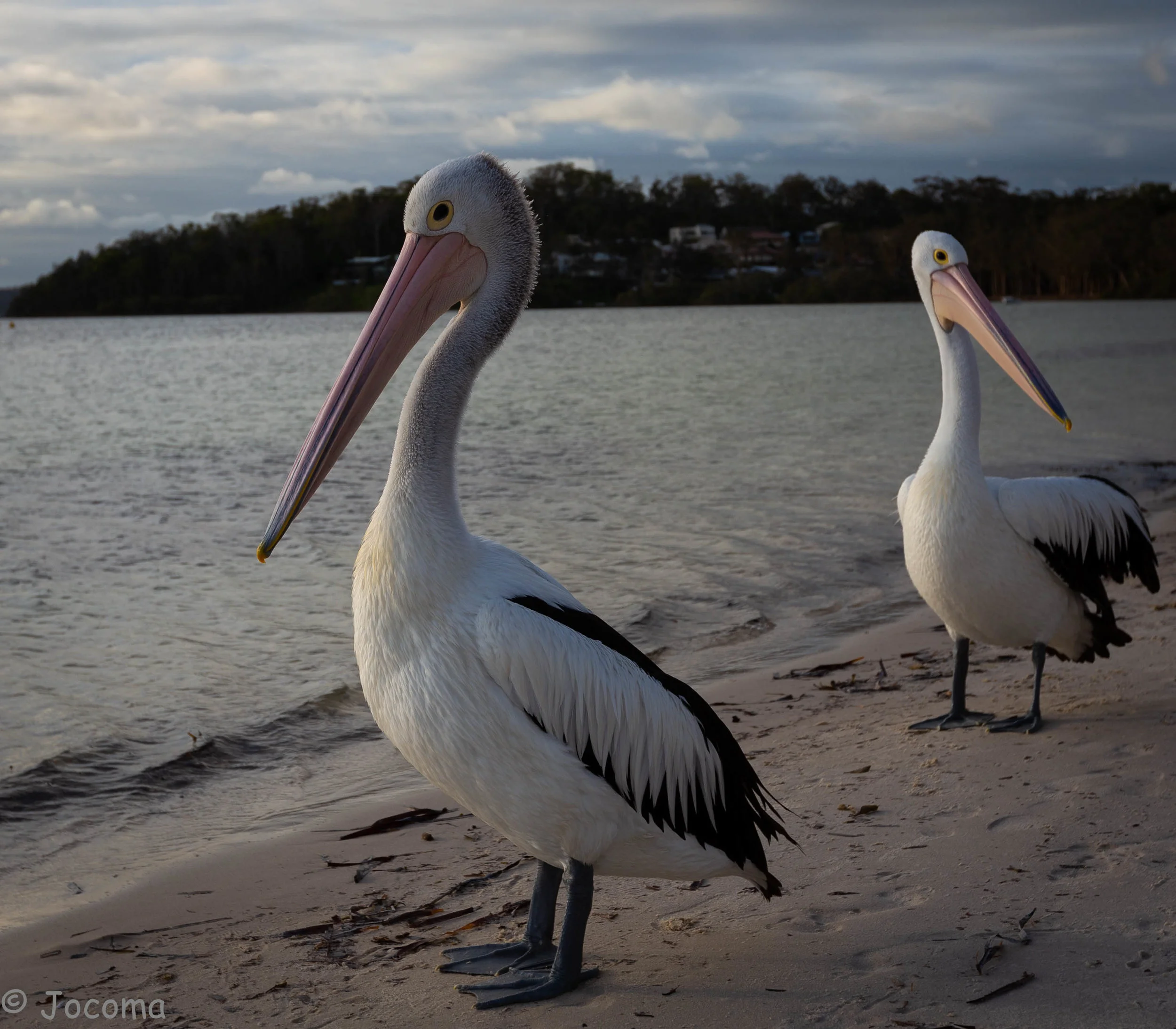 Pelicans @ Salamander Bay, NSW