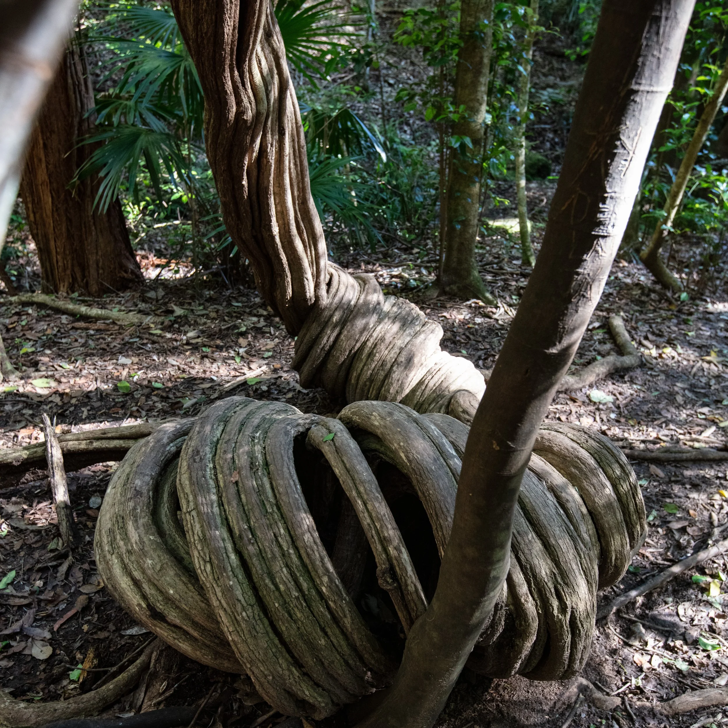 Natures sculpture 15 Oct 22-2.jpg