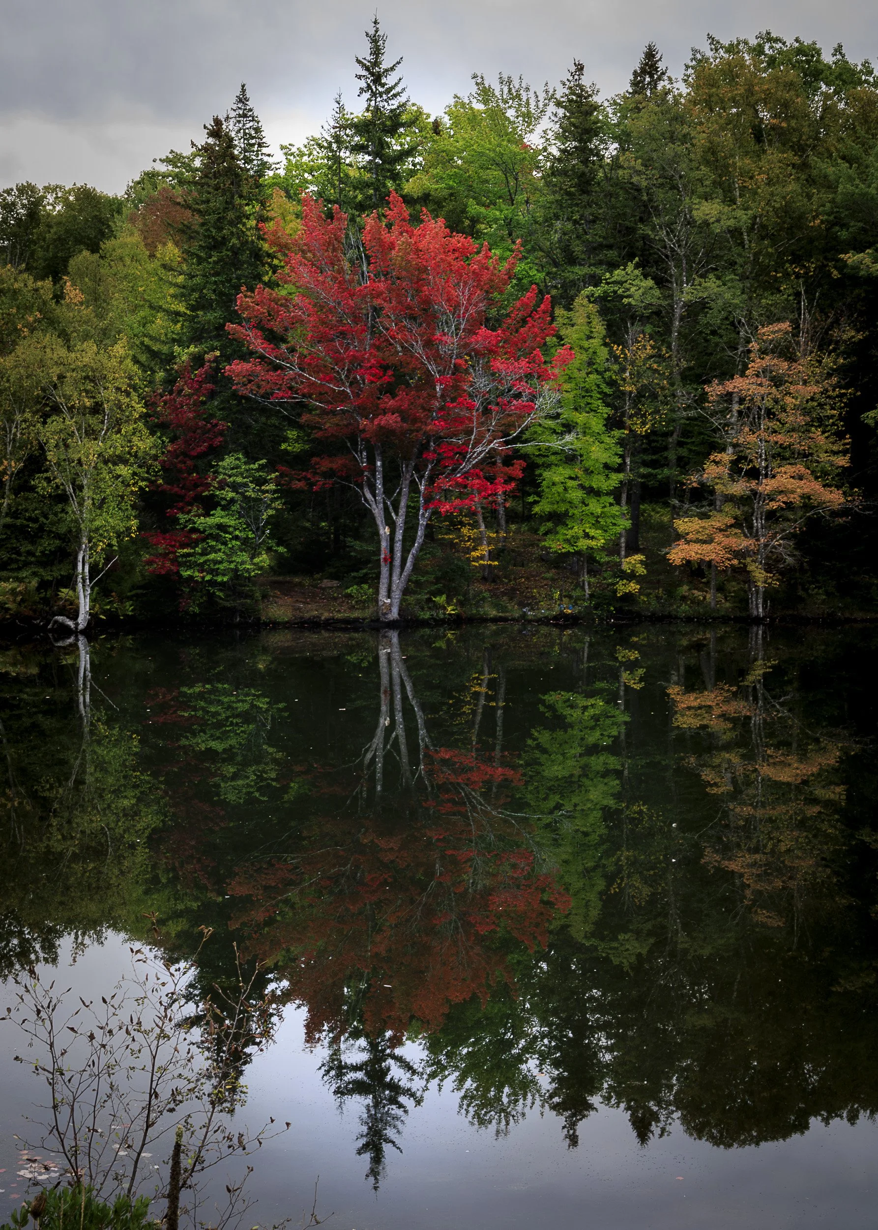 Autumn colours in the trees, Nova Scotia