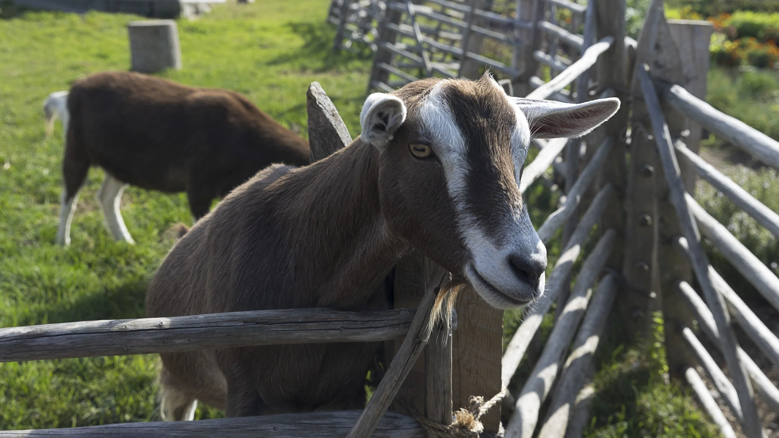 A nosy goat, Louisberg