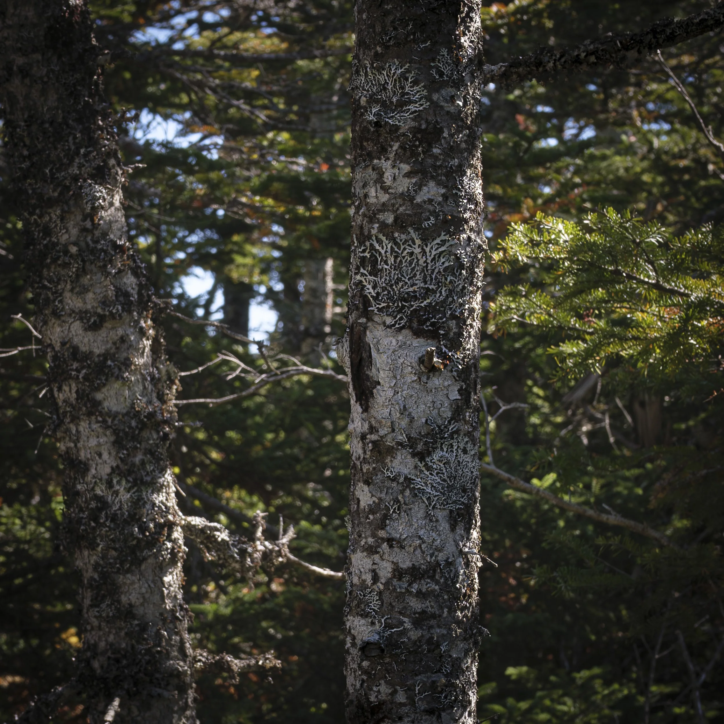 Trees on Skyline Trail, Cape Breton